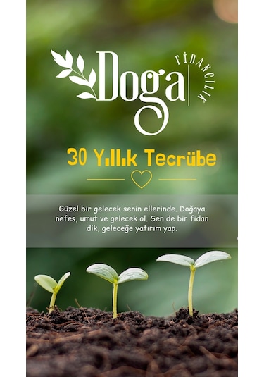 Menengiç Çitlembik Ağacı Fidanı 2 Yaş