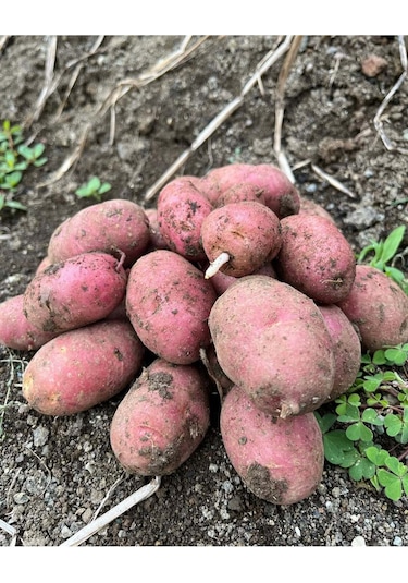 Akdeniz Kırmızı Patates - Kızartmalık/ Yemeklik 5 Kg