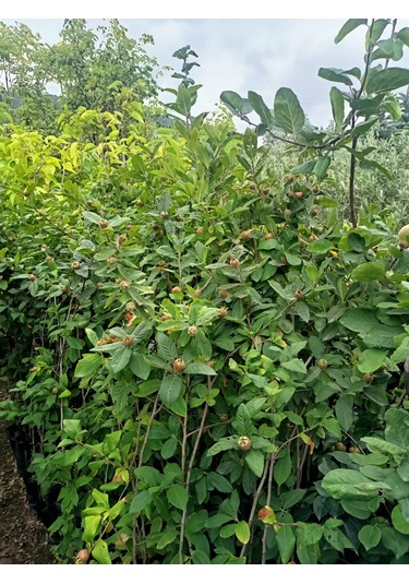 Yeşil Deniz Fidancılık Tüplü Muşmula Döngel Fidanı 100-150 Cm