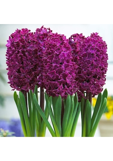 Koyu Mor Woodstock Sümbül Soğanı 3 Adet