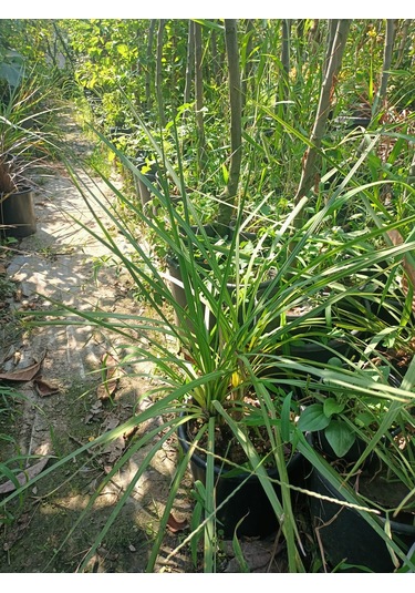 Yeşil Deniz Fidancılık Dracena Bitkisi 40-70 Cm