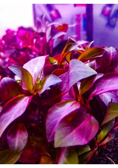 Ludwigia Grandulosa Akvaryum Bitkisi Canlı Bitki 5 Dal