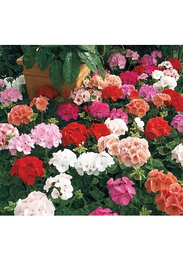 Thebestonline Canlı Saksılı Sardunya Çiçeği Fidanı Pembe 10-20 Cm