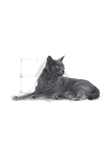 Royal Canin Sterilised 7+ Kısırlaştırılmış Yaşlı Kedi Maması 1500 G