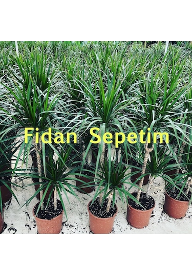Dracaena Marginata Çiçeği 2 Gövdeli 80-100cm
