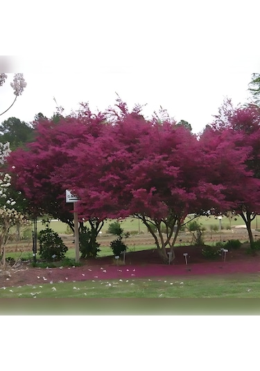 Loropetalum - Pembe Rüya Çiçeği 70-100 Cm Boyunda