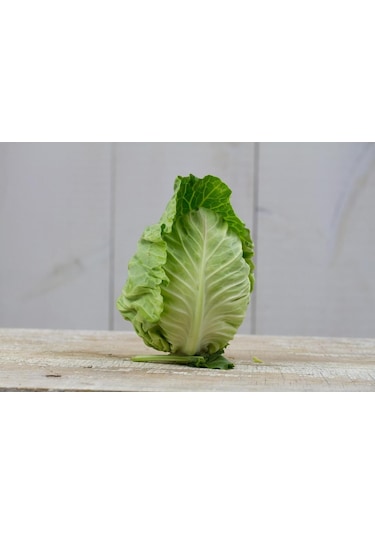 200+ Erkenci Jersey Lahana Tohumu N112420