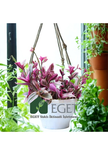 Pembe Telgraf Çiçeği Tradescantia Nanouk 2lt