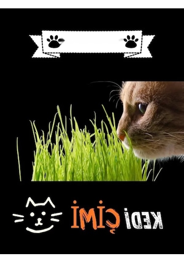 Yıl Boyu Yeşil Kedi Çimi - Pomponet