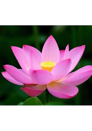 4 Renk Karışık Lotus Çiçeği Tohumu Tropikal Çiçek Tohumları 2 Adet Tohum