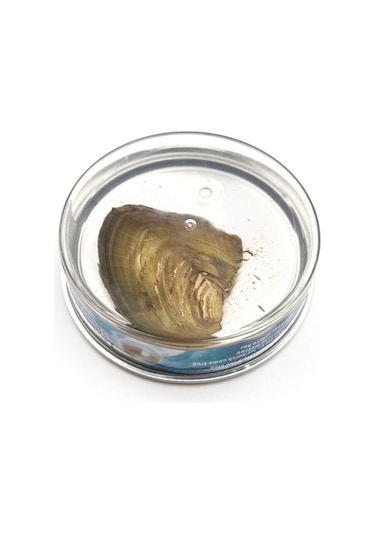 İstiridye İçinde Gerçek İnci Kolye İnci Kolye Pembe