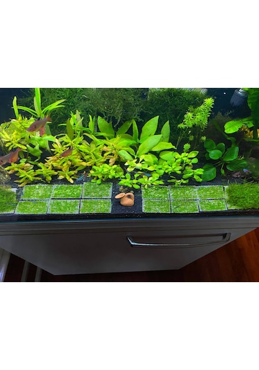Java Moss Akvaryum Bitkisi 5x5 Paslanmaz Tele Sarılı 10'lu Paket