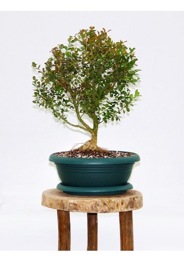 BONSAİ BUXUS - 7 YAŞINDA HEDİYELİK BONSAİ