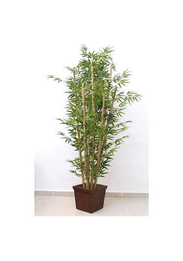 İthal Yeşil Bambu Tohumu Ekim Seti 3 Tohum +Saksı+Toprak+
