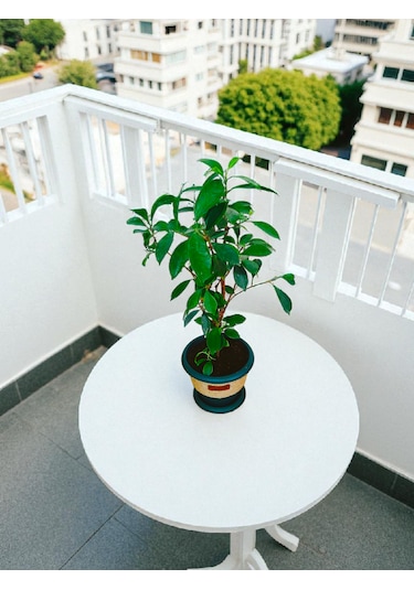 Bitkitürk-dekoratif Saksıda Örgülü Bonsai 50/70 Cm