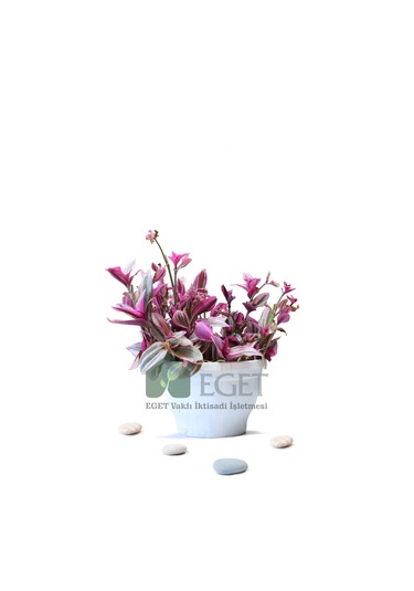 Pembe Telgraf Çiçeği Tradescantia Nanouk 2lt