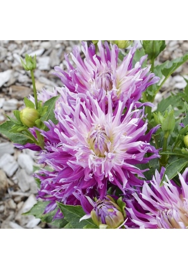 Dev Çiçekli Jil Dahlia Yıldız Çiçeği Soğanı Yumrusu 1  Adet