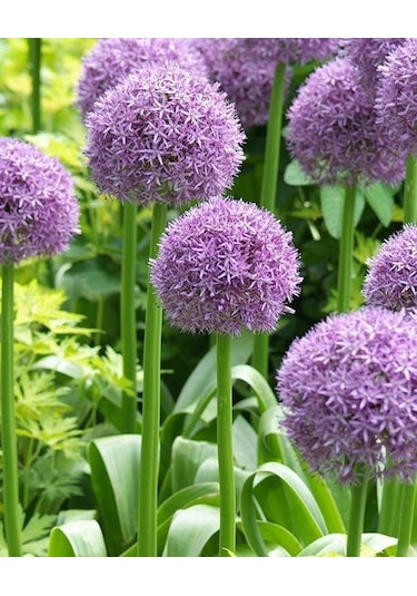 Allium Çiçeği Tohumu Mor Renk 5 Adet Tohum