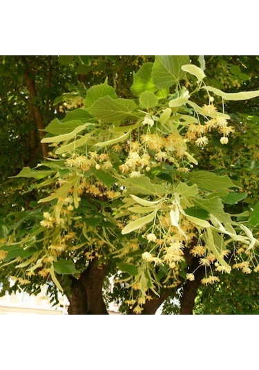 Ihlamur Fidanı 80-100 Cm Boyunda, Hoş Kokulu Ağaç Fidanı