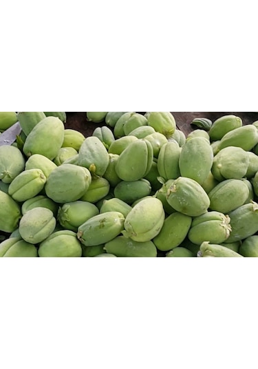 Ağaç Bamyası Fidesi 90-140 Cm