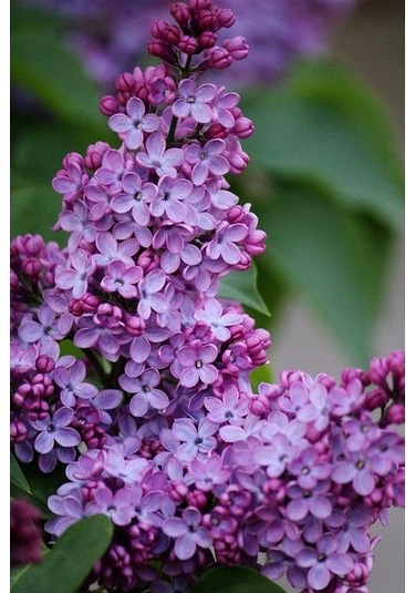 20cm Leylak Fidanı: Bahçenizi Baharla Buluşturun