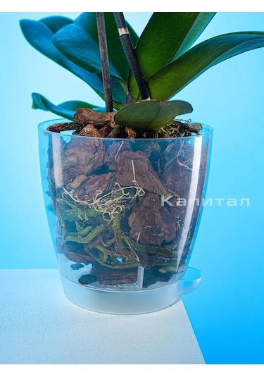 Al'ternativa Orkide Saksısı 1,5 L 3 Adet 165878344