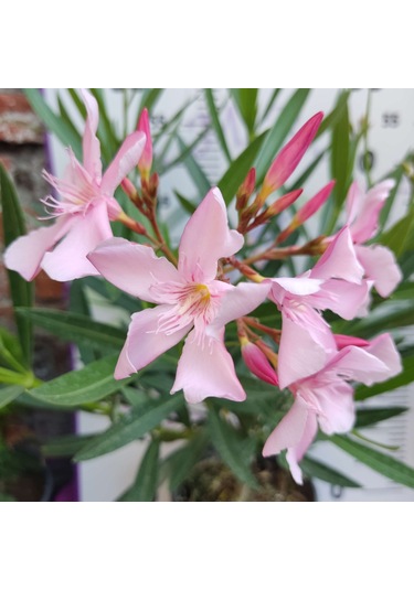 Zakkum Çiçeği Nerium Oleander - Renkli Ve Dayanıklı Çiçekli Bitki