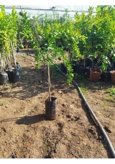 5 Yaş, Aşılı, Çin Turuncu Minyatür Kıbrıs Turuncu Fidanı, +100 Cm
