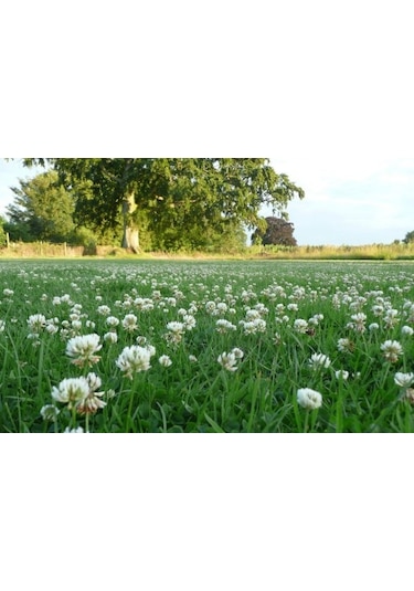 Ak Üçgül Tohumu 1 KG Süs Yoncası Bodur Yonca Çim Tohumu