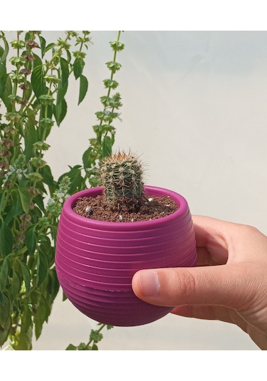 Kaktüs & Sukulent Saksısı 0,55 lt 4 Adet Vişne Renk Elvan Saksı