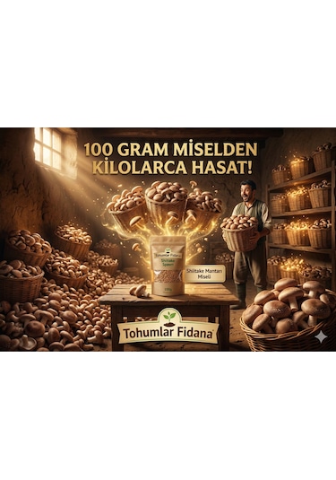 100 Gram Shiitake Mantar Tohumu Miseli