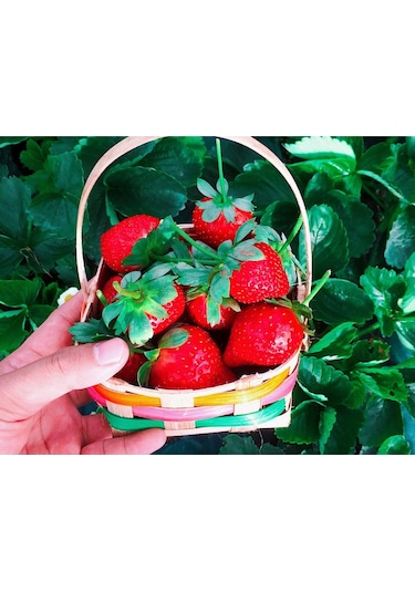 Çilek Fidesi Salkım Çilek Yediveren Çilek Fidanı Açık Kök Adet Se 250 ADET