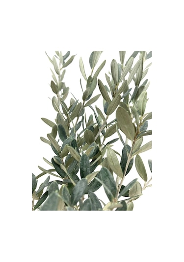 Zeytin Fidanı 2 Yaş 70-80 Cm Bol Verimli