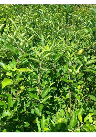 Yeşil Deniz Fidancılık Tüplü Yeşil Elma Fidanı 100-150 Cm