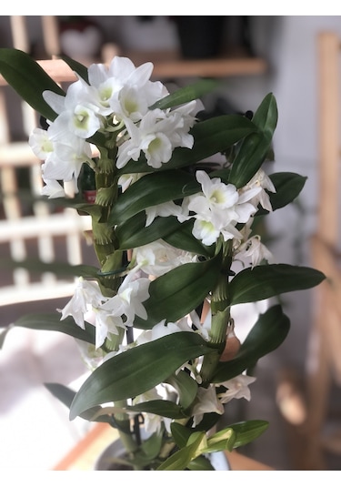 Dendrobium Orkide Exclusive - Beyaz 2932
