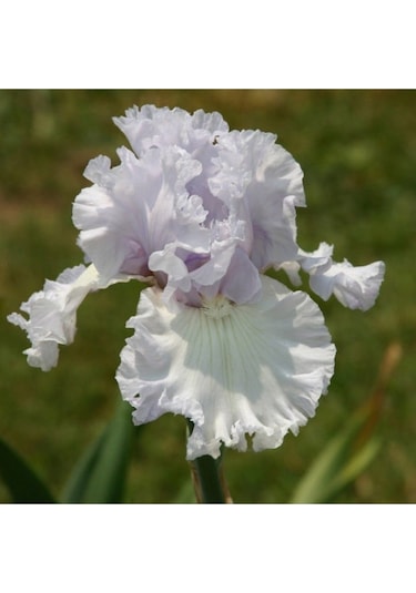 Kírík Beyaz Iris Süsen Çiçegi Soganı