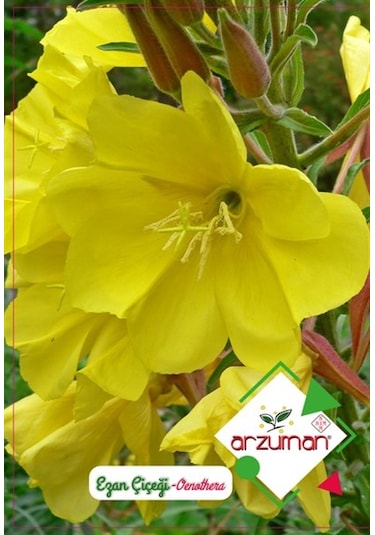 Arzuman Süs Bitki Ezan Çiçek Tohumu