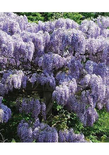 Mor Salkım Fidanı 40-60 Cm, Bahçenizde Masalsı Bir Güzellik