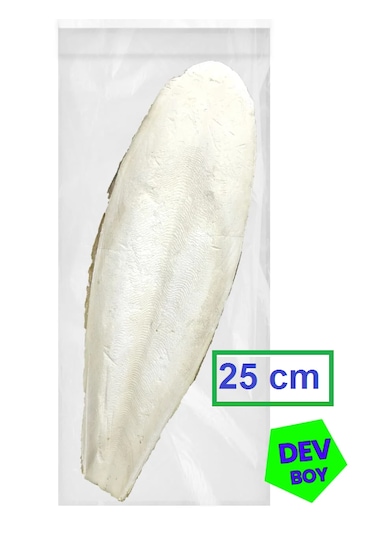 Kalamar Kemiği Dev Boy 25 Cm