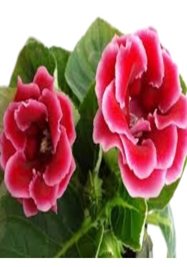 2 Adet Büyük Boy Gloksinya Bardak Menekşesi Kırmızı Renk