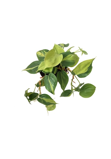 Philodendron Cordatum 'Brasil' Ø12 CM Y20-25 CM