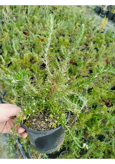 Yayılıcı / Sarkıcı Biberiye 5 Adet - Rosmarinus Officinalis Prost