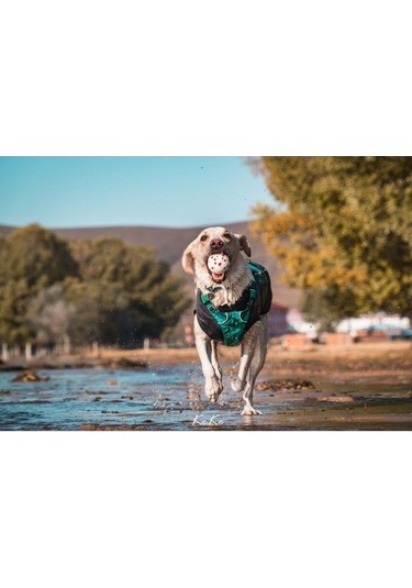 M-pets Bloom Ball Parçalanmaz Top Köpek Oyuncağı 7 Cm