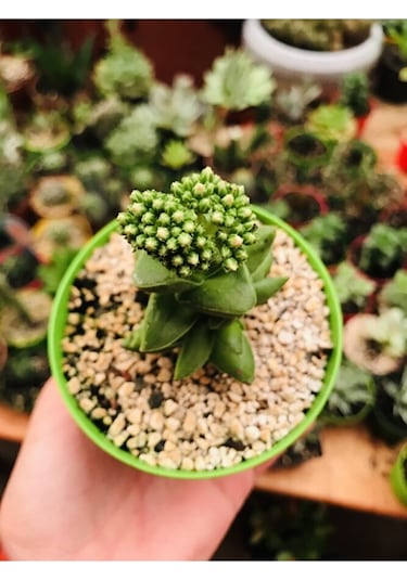 Crassula Springtime Sukulent Pembe Çiçekli