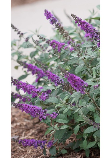 1-2 Yaş Arası Mor Kelebek Çalısı Fidanı Kelebek Çeken Zarif Çiçek