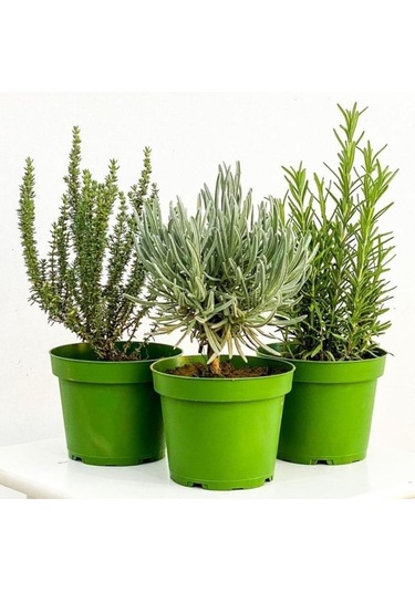 Kekik Nane Itır Üçlü Bitki Seti 3 Lü Set 10-20 Cm Aromatik