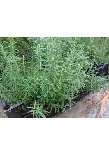 Yeşil Deniz Fidancılık Biberiye 20-40 CM