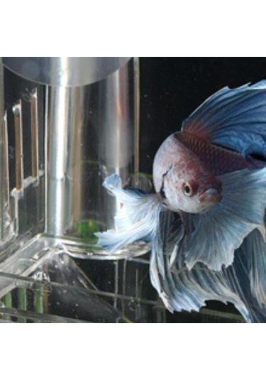 Suntek Emme Bardağı Ile Balık Yetiştirme Kutusu Palyaço L