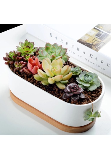 Jeehugo Beyaz Seramik Oval Sukulent Ve Kaktüs Saksısı, Bambü Tabaklı, Ev Ofis Masaüstü İçin, 2'li Set Saksı + Tabak , Bitki Yok