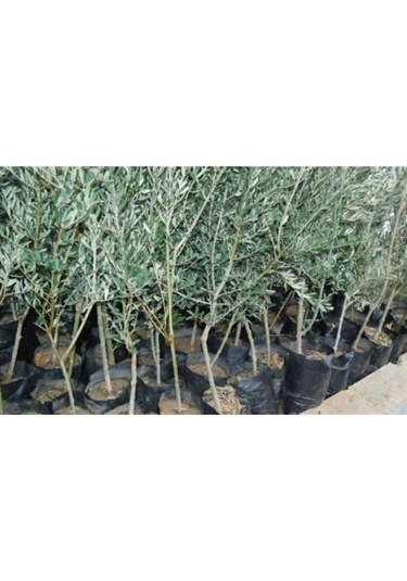 3 Adet Gemlik Tirilye Zeytin Fidanı Tüplü Kalite